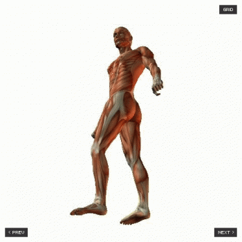 Anatomia Corpo Umano - Modelli 3D per Disegno Artistico
