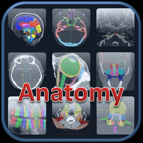 Cervello e Neuroanatomia: Completo Atlante Cerebrale 3D