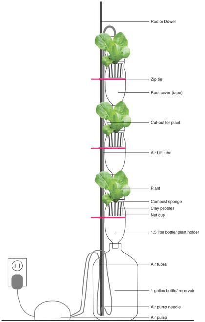 Come coltivare Piante Idroponiche alle finestre di casa