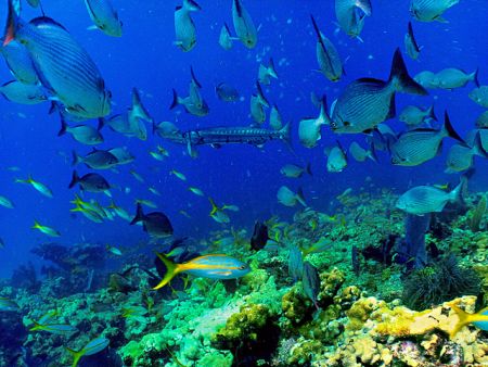 Sostenibilità del Mare: Video Corso Uni Western Australia