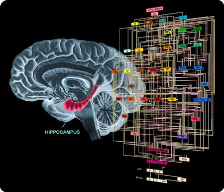 TED Talks - Carl Schoonover: Come guardare nel Cervello